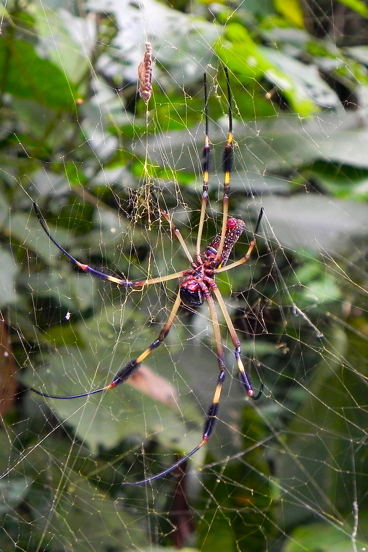 nhện, Thiên nhiên, Vải, rừng mưa nhiệt đới