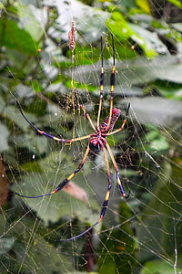 edderkopp, natur, lerret, regnskogen