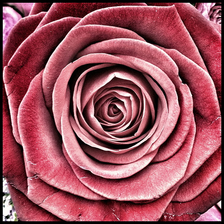 rose, flowers, roses, love, flora, rose - Flower, flower