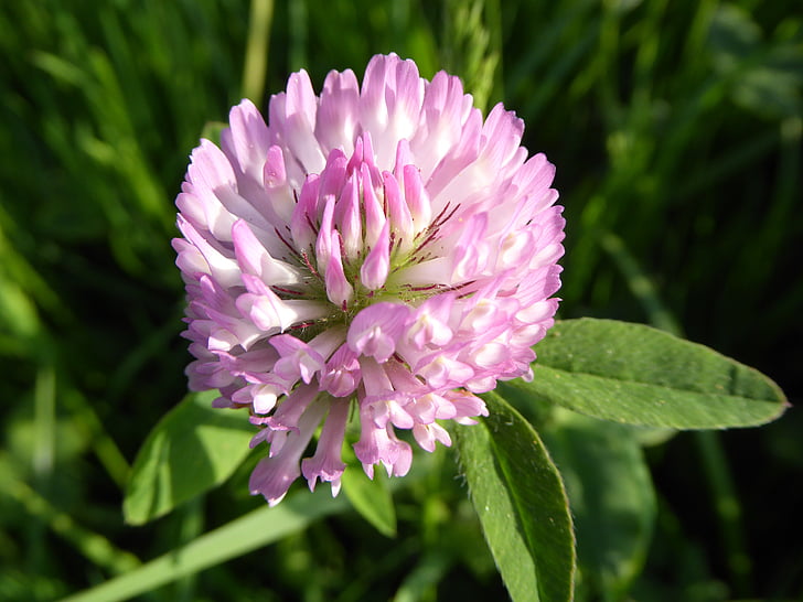 red clover, pink, soar, about