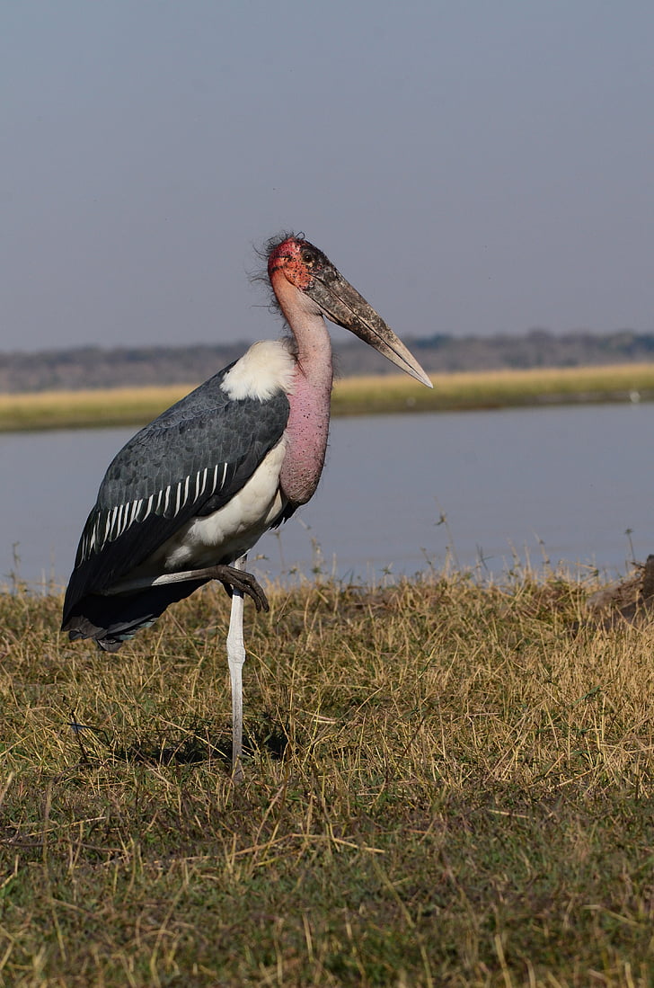 marabu, pássaro, Botswana, Chobe, natureza, animal, vida selvagem