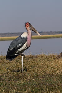 Marabu, vták, Botswana, Chobe, Príroda, zviera, voľne žijúcich živočíchov