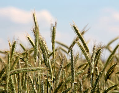 trigo, campo de trigo, espiga de trigo, espiga, cereales, grano, agricultura
