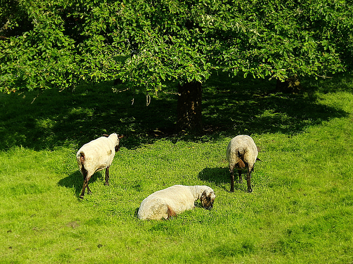 ovce, životinje, priroda, vuna, livada, pasu