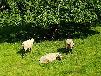 pecore, animali, natura, lana, prato, pascolare