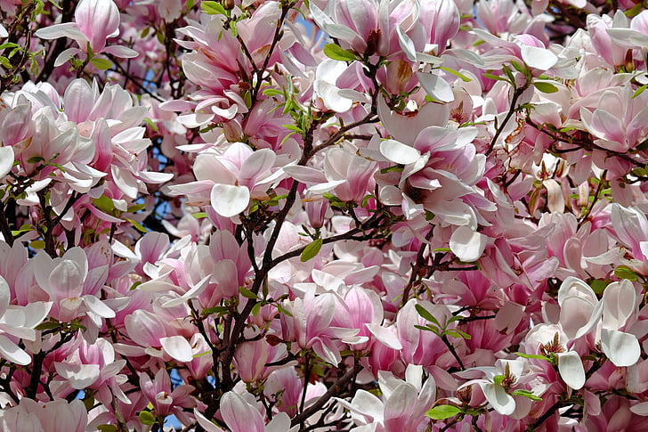 tulip magnolia, tree, bush, magnolia, magnoliengewaechs, magnoliaceae, flowers
