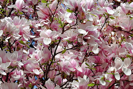 tulpju magnolijas, koks, Bušs, magnolijas, magnoliengewaechs, MAGNOLIACEAE, ziedi