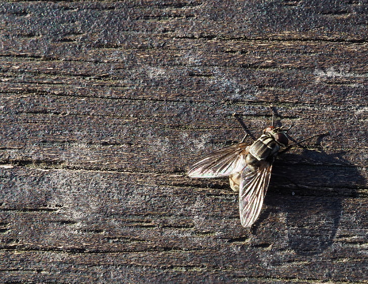 Fly, hmyz, dřevo, makro, Veřejný záznam, Příroda, zvířecí křídlo