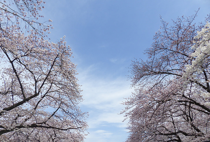 Sakura, Japāna, Ķirsis, daba, puķe, koks, zieds