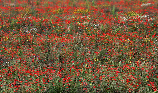 Poppies, bunga-bunga liar, merah, bidang, padang rumput, bunga, Poppy