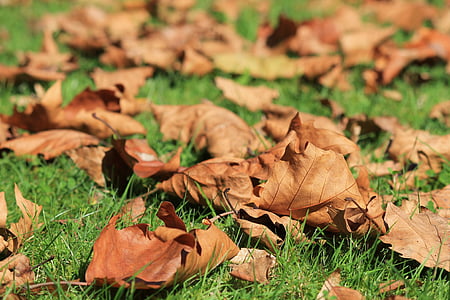 rudens, atstāj, nokaltuši, rudens lapas, rudenī zaļumiem, Leaf, saule
