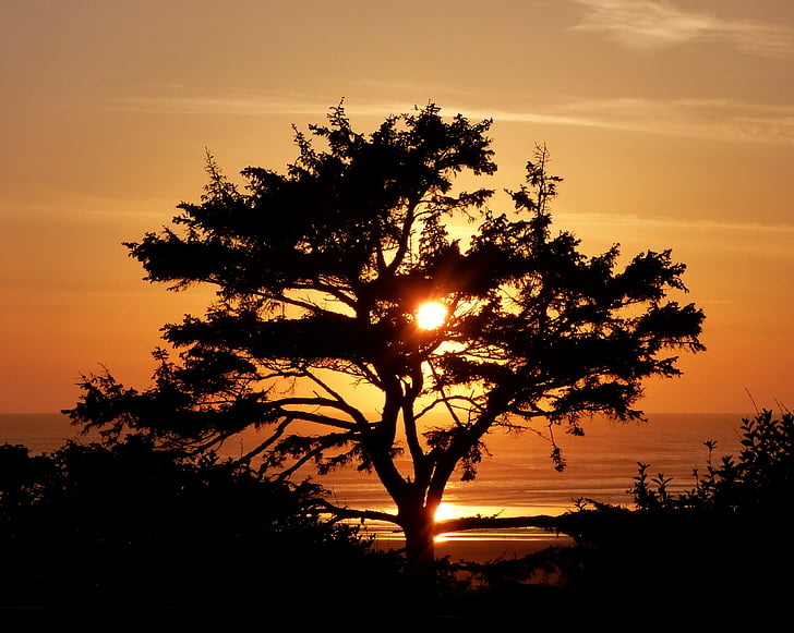 coucher de soleil, arbre, silhouette, océan, plage, Kalaloch, nature