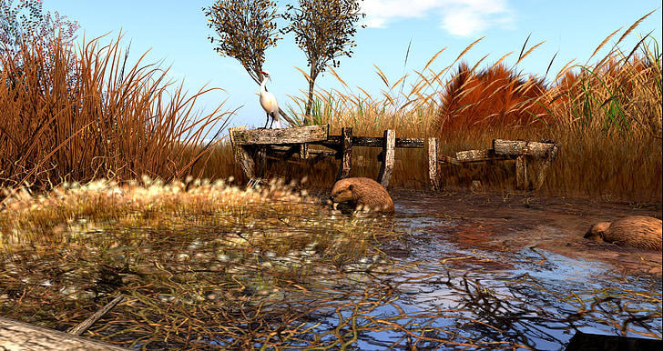 Beaver, maastik, soos, veed, virtuaalne