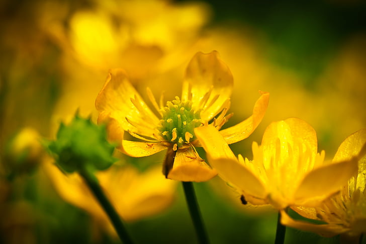 Schöllkraut, Blume, gelb, Blüte, Bloom, Natur, in der Nähe