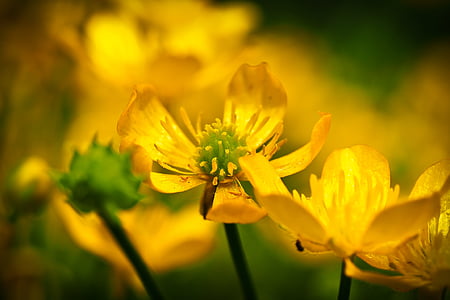 celandine, flower, yellow, blossom, bloom, nature, close