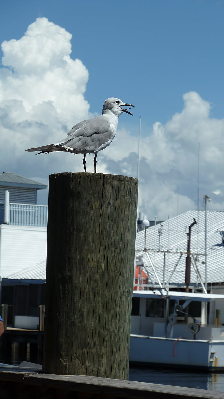 måge, måge, fugl, natur, dyr, Pier, Dock
