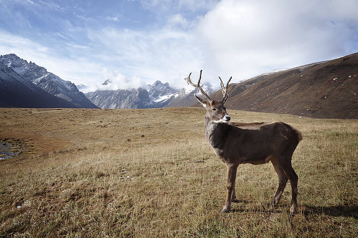 caribou, deer, reindeer, animal, wildlife, nature, mammal