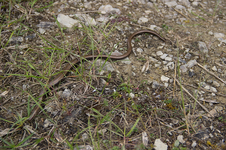 daba, Slow worm, čūska, pārmeklēšanas, rāpulis