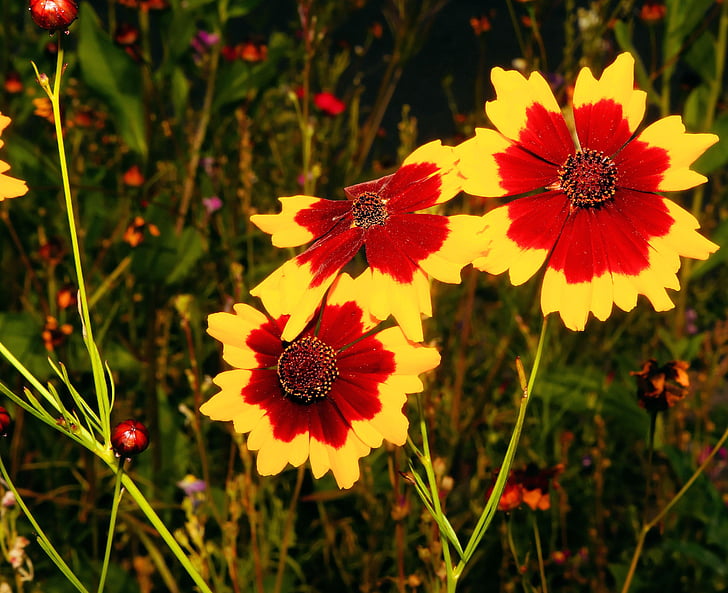 Blume, Blumen, gelb-rot, in der Nähe, Wilde Blume, Bloom, Flora