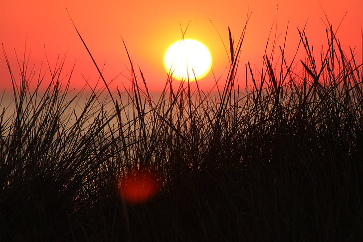 hierbas, hierba, sol, puesta de sol, Mar del norte, abendstimmung, Costa