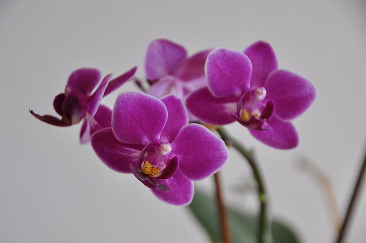orquídea, flor, -de-rosa, flor, flor, planta