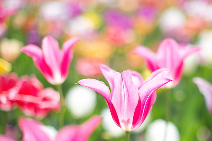 tulipanes, rosa, jardín, primavera, flores, flores, naturaleza