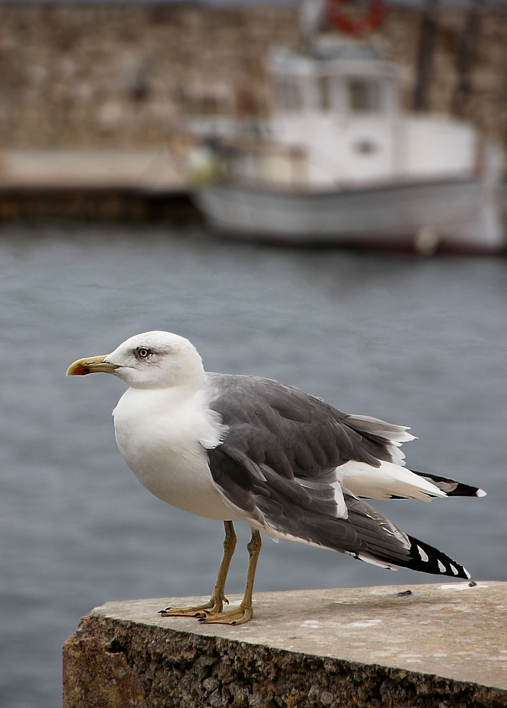 Seagull, Puerto, pájaro, pájaro del agua, animal, seevogel, agua