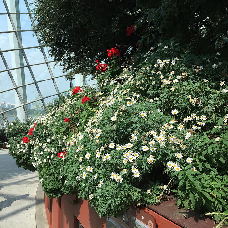 Сингапур, Градина, цвете, втулка, Дейзи, бяло