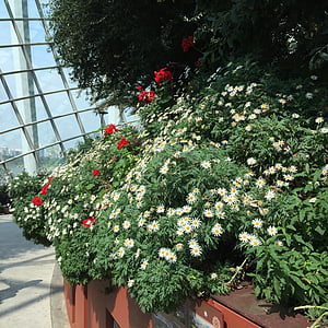 Singapura, Taman, bunga, Bushing, Daisy, putih