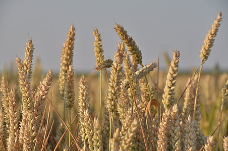 natureza, cereais, amarelo dourado, paisagem, campo de trigo, grão