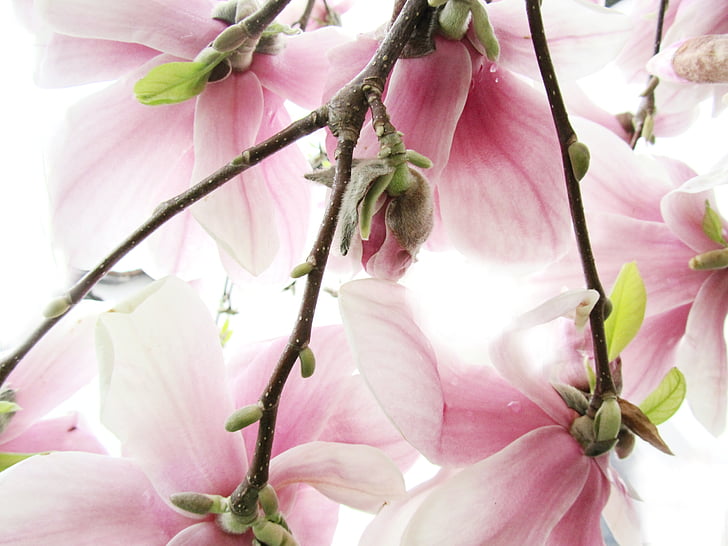 Magnolia, rosa, hvit, blomster, bud