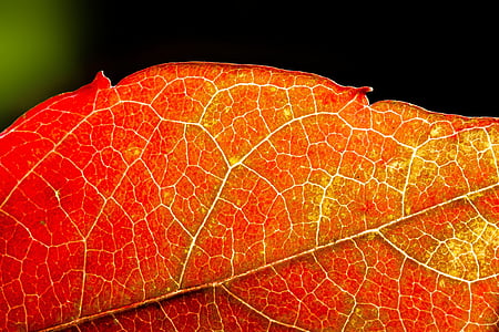 efterår, vin partner, rød, gul, blade, efterår blade, farve