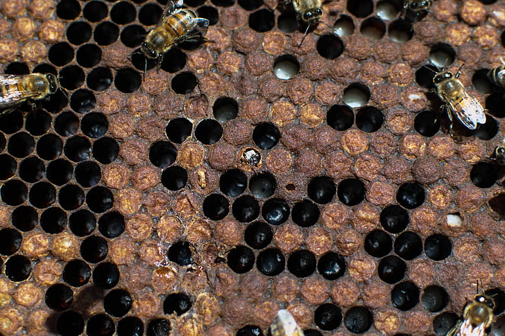 abelles, natura, l'apicultura