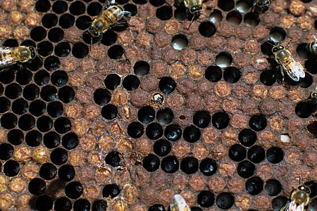 abeilles, nature, apiculture