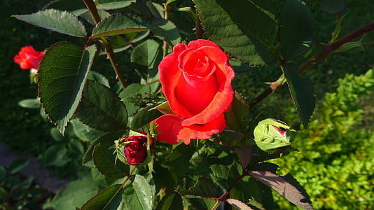 raudonos rožės, Rožė, raudona, rožių žydėjimas, raudona rožė, gėlė, gėlių sodas