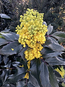 mahonia, caoba, flor, floración, amarillo, flor, planta