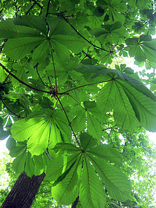 foresta, natura, alberi, foglie di castagno, maggio, Frisch, Priorità bassa
