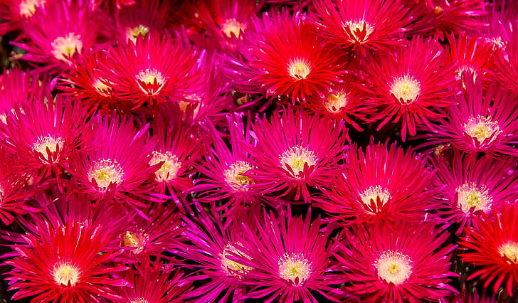 flowers, bright, blooms, pink, red, pigface, carpobrutus glaucescens
