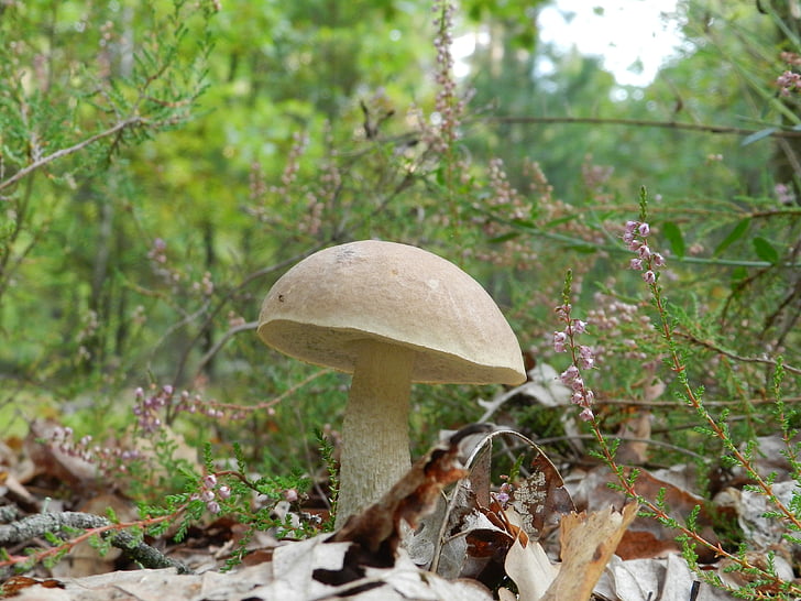 forest, mushroom, rough boletus, nature, summer