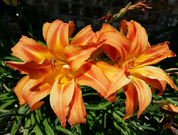 Tiger lily, Tiger-Lilien, Sommer, Blume, Orange, gelb