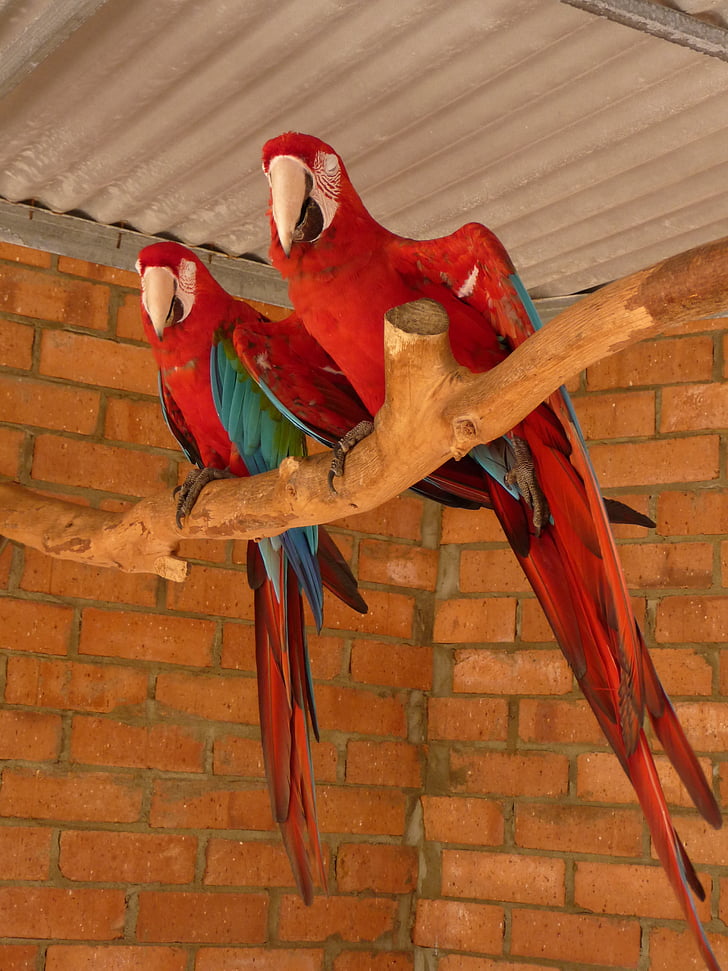 parrots, tropical, birds, couple, wildlife, red, wings