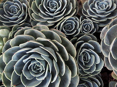 desert plant, cactus, gross, green, backgrounds, nature, pattern