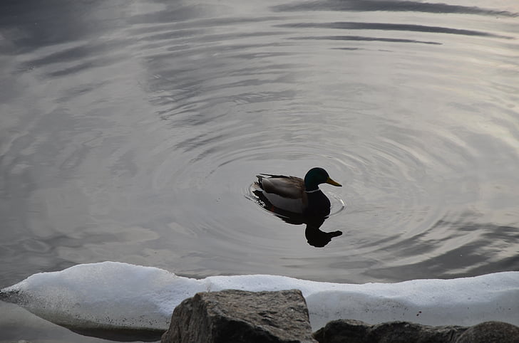 natur, Duck, søen, fugle, Tampere, Finland
