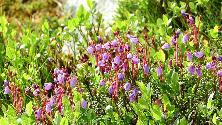 phyllodoce caerulea, Ericaceae, Heather, Suecia, planta, flor morada, sånfjället