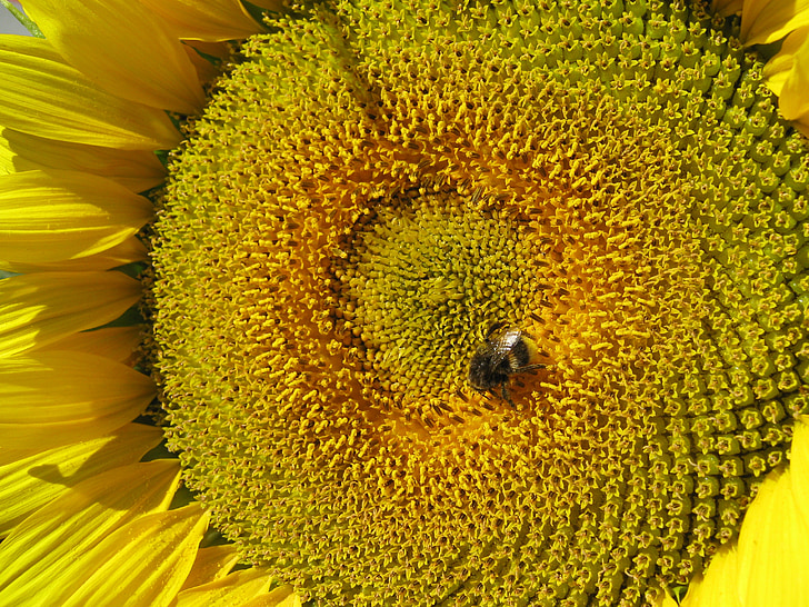 fleur du soleil, fleur, jaune, abeille, fermer, tournesol, nature