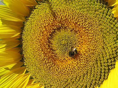 Sun flower, kwiat, żółty, Pszczoła, Zamknij, Słonecznik, Natura