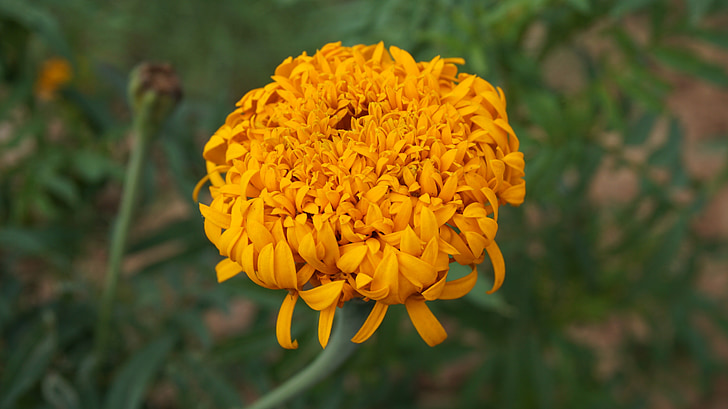 marigold flower, flowers, yellow flowers, kind of wood, plant, nature, fresh flowers