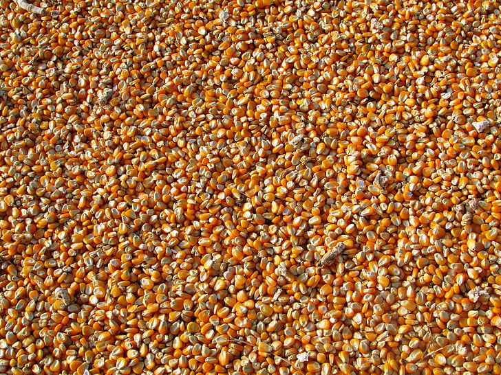 corn, dried corn seeds, food, harvest, maize, maize seeds, orange
