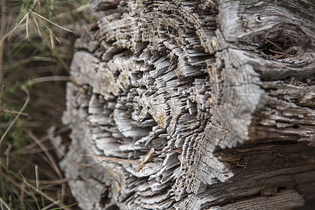 古い, 木材, マクロ, 自然, ウッド テクスチャ, 古い木, 木材の背景