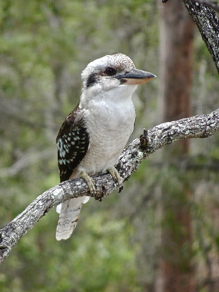 Kookaburra, Austrália, Kingfisher, Príroda, voľne žijúcich živočíchov, vták, posedenie